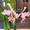 C.Massiliensis Purple (dowiana aurea x trianae Purple).